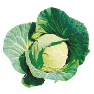 Aaditi Cabbage From Known You Seed (India) (1)-KYI